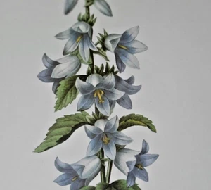 Pierre Joseph Redoute Botanical Flowers CAMPANULA Print Book Plate 19 - Picture 1 of 2