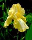 IRIS GERMANICA CALIFLORA BEARDED IRIS YELLOW SUMMER PLANT POTTED 1 LITRE