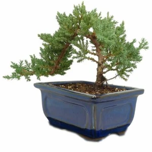 Dwarf Juniper Bonsai Tree GREAT GIFT ! - Picture 1 of 6
