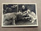 Vintage photo a man and woment giving food a sheep  P009E