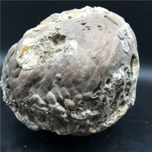 3414g Uova minerali vulcaniche uniche (rocce), 8 milioni di anni!!!  N100 - Foto 1 di 8