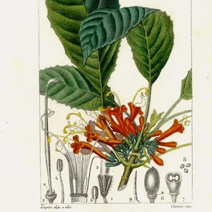 1816 Turpin Hand-Color Engraving, Dictionnaire des Sciences, Tab. 1025 CIRTANDRA - Picture 1 of 8