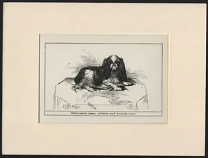 KING CHARLES ENGLISH TOY SPANIEL OLD ANTIQUE 1900 DOG PRINT READY MOUNTED - Picture 1 of 1