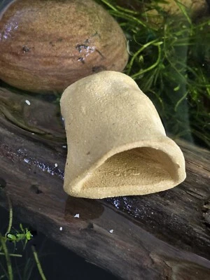  D Shape Natural Kiln Fired Clay Pleco Shrimp, Fish Cave (Breeding Cave) - Image 1 of 4