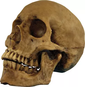 *EN STOCK* HALLOWEEN CRÁNEO RESINA CRÁNEO CRÁNEO CEMENTERIO CASA EMBRUJADA UTILERÍA - Imagen 1 de 3