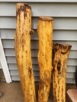 Tronco, poste de madera rústica Foto 1 de 4