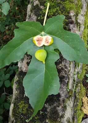 MONJARDINEXTRAORDINAIRE Ficus carica 'Lusignan' / Figuier jaune / Conteneur de 0.5 à 0.9 litres / Fru...