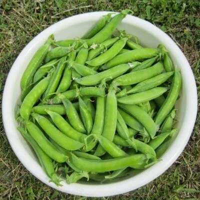 PEA (SHELLING) Greenfeast 25 seeds - 1kg HEIRLOOM vegetable garden AUTUMN WINTER - image 1 of 3