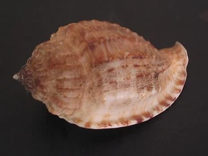 Rarely Seen/Super Deep H2O...MORUM TERAMACHII~47mm~Philippine SEASHELL - Picture 1 of 3