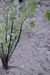 20 Samen roter Salat-Löwenzahn,Cichorium intybus"Catalogna Italiko" #930 - Bild 1 von 1