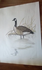 Vintage Dave Chapple signierte Enten 30x22" 54/150 - Bild 1 von 5