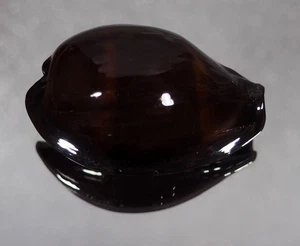 CYPRAEA SUCCINTA ADUSTA PERSICA DILATATA BLACK HUGE - Photo 1/3