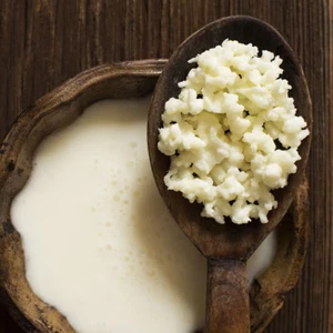 Milk Kefir Grains For Gut Health - Organic Quality Grains - Free Post Or Express - Picture 1 of 1