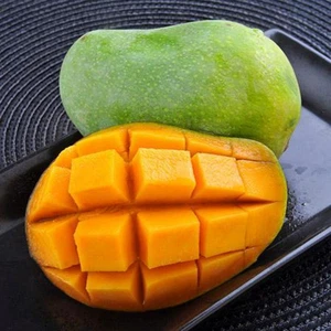 BeauFlora Hybrid Mango ( Ice Cream , Graft ) Exotic 1 Bare-Root Plant - Picture 1 of 1