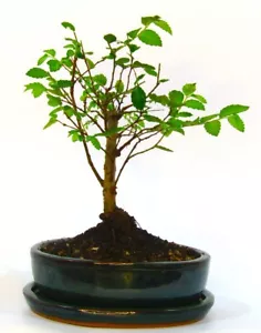 More details for seikatsu bonsai colour range real bonsai tree - chinese elm  - ideal bonsai gift