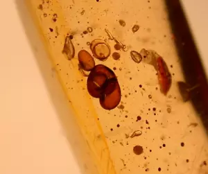 Dark Water Enhydro with Moving Bubble in Dominican Amber Fossil Gemstone - Picture 1 of 11