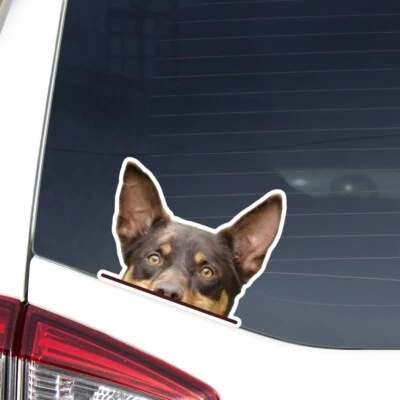 Australian Kelpie Car Sticker Peeking Red Tan Dog Head Face Decal Bumper Window - Image 1 of 3