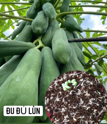 (5 PCS) F1 DWARF PAPAYA SEEDS, ĐU ĐỦ LÙN LAI F1 | 98% GERMINATION | - Image 1 of 4