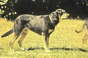 Vintage Foto Dia Hund posiert - Bild 1 von 2