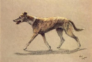 Foto impresa vintage de Cecil Aldin A Dozen Dogs or So, Lurcher - Imagen 1 de 2