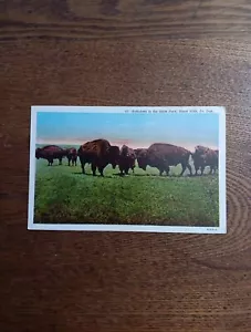 Black Hills SD South Dakota Buffaloes in the State Park #63 Linen Postcard - Picture 1 of 6