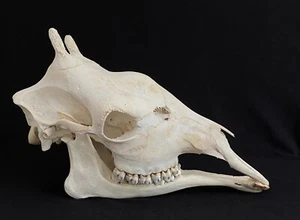 Giraffen Giraffenschädel giraffe skull echter Tierschädel Gebiss vollständig #66 - Bild 1 von 5