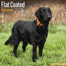 Flat Coated Retriever Calendar 2020 – 1 Jul 2019