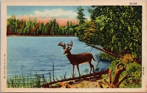 Postal 1930 caza ciervos Big Buck por lago - Imagen 1 de 2