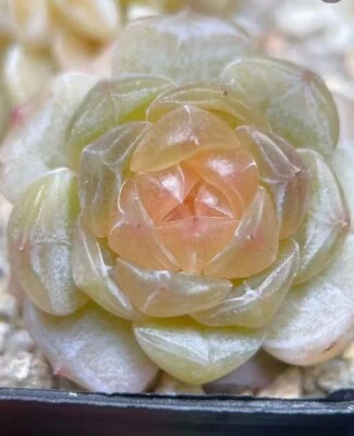 Echeveria Wulala  4cm diameter Rare  Succulent - Image 1 of 4