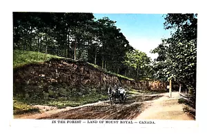 Cartolina Canada • Nella Foresta: Terra del Monte Reale • Bordo Bianco Smerlato - Foto 1 di 2