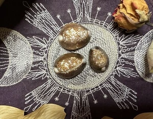 Tres conchas de vaquero cabeza de serpiente, adivinación, 0,5 - 1 pulgada, metafísicas - Imagen 1 de 10