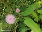Mimosa Pudica - Living Plant 50g of flowers, leaves and plant parts
