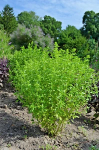 Albahaca de terciopelo - Albahaca Barhat - Ocimum basilikum - 20+ semillas F 125 - Imagen 1 de 1