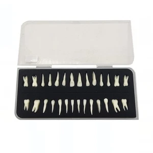 Modelo dental de 28 dientes permanentes con simulación de raíz modelo de diente aislado - Imagen 1 de 15