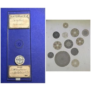 Antique Diatom Microscope Slide. Selected Diatoms From Maryland. By Firth. - Picture 1 of 2