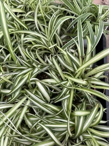LIVE SPIDER PLANT - Picture 1 of 2