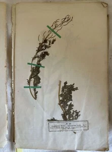 ERBARIO PHANEROGAMEN HERBARIUM HERMANN WAGNER 1856 BOTANICA CRUCIFERE WOOD PLANT - Foto 1 di 5
