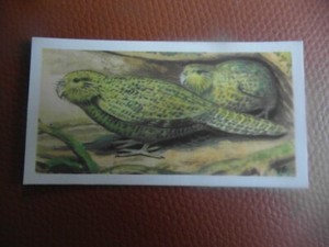 GB Brooke Bond "Wildlife in Danger" 1963 tea-card No.37 'Kakapo'