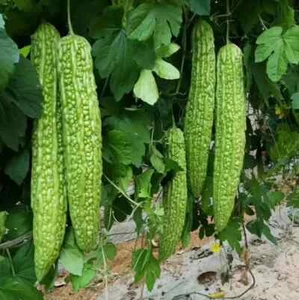 Bitter Gourd Japanese Long Seeds Japanese Bitter Melon Asian Bittermelon Seeds - Picture 1 of 1