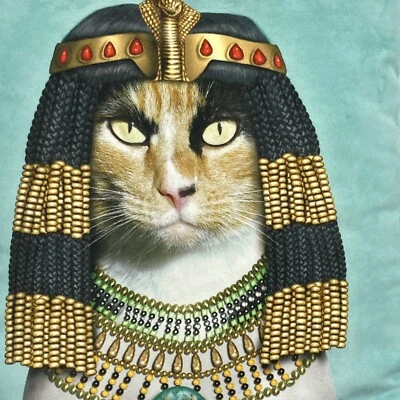 PETS ROCK CAT FACE PILLOW CLEO EGYPTIAN CAT CALICO - Image 1 of 4