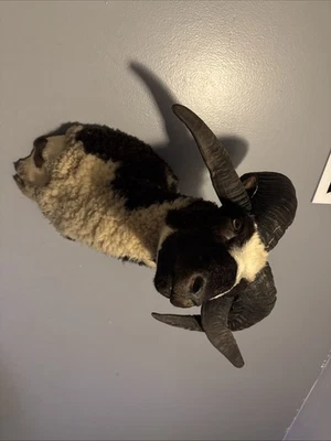 Hermosa taxidermia simétrica de oveja Jacob's Ram blanca y negra Foto 1 de 3