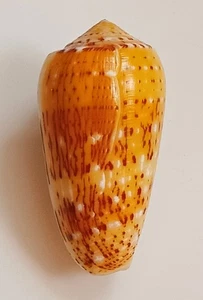 Sea shell Conus floccatus f. magdalenae 58.2mm,F++, very nice pattern & colored - Picture 1 of 6