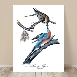 FAMOUS BIRD ART ~ CANVAS PRINT 8x12"~ JOHN AUDUBON ~ Extinct Passenger Pigeon - Imagen 1 de 1