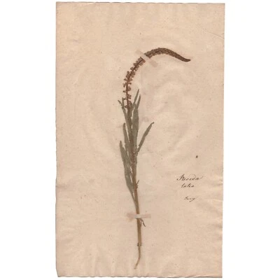 Antiguo espécimen científico de flor seca de herbario de 1790 #35 Wild Mignonette Foto 1 de 3