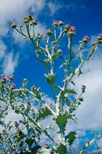 3m.Giant THISTLE - Onopordum Acanthium (Cotton Thistle) _15seeds - Picture 1 of 2