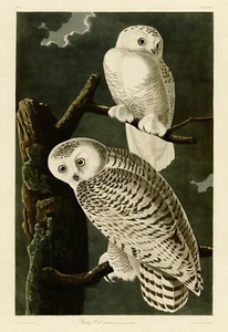 No.121 Snowy Owl Audubon Print Repro Havell Edition Double Elephant Folio - Picture 1 of 1