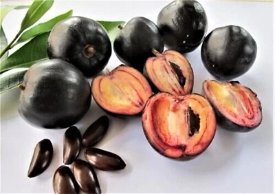 POUTERIA AUSTRALIS "BLACK APPLE" SEEDLING - image 1 of 2