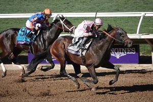 COLOR PHOTO - BREEDERS CUP- SIERRA LEONE CLASSIC WINNER #224 - Picture 1 of 1