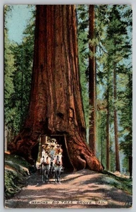 Wawona Big Tree Grove Kalifornien, Cal Postkarte - Bild 1 von 2