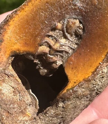 NAUTILOID RARE FOSSIL SEASHELL ATURIA NORTH FLORIDA AMMONITE CONCRETION - Image 1 of 4